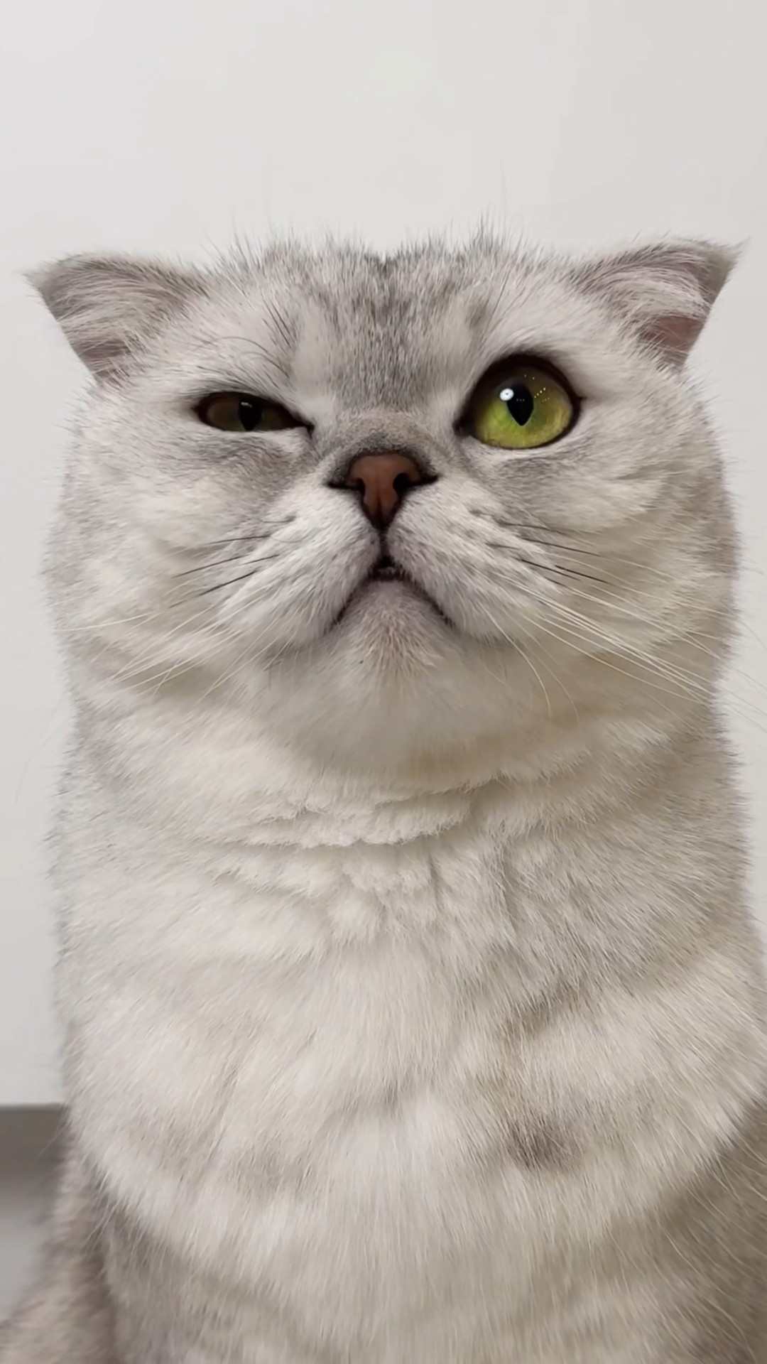 Sonya's rescue? #cat #cats