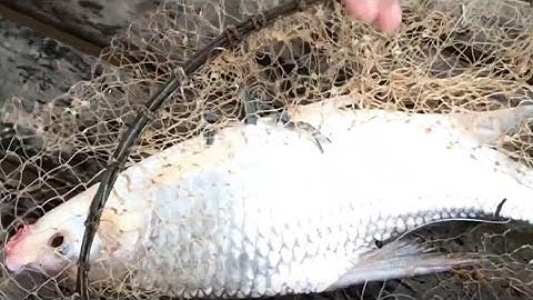 CÂU CÁ CÓC KHỦNG GẦN BÈ - KHO LẠC ĂN SẠCH NỒI CƠM