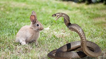 Snake Vs Rabbit In A Big Fights- Wild Animal Attacks