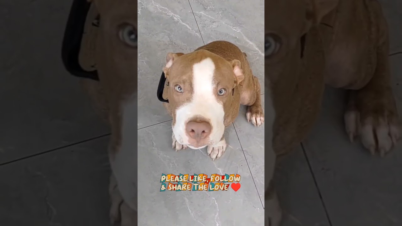 I don’t want fear—I want friendship 🐾💖 