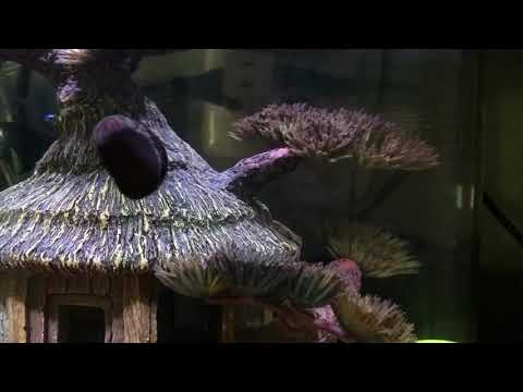 Snail time lapse