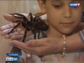 Гигантский паук Алла Борисовна избавила юного ростовчанина от арахнофобии