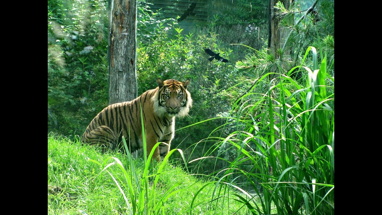 HARIMAU MACAN Video Slideshow Hewan  Binatang  Buas  