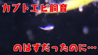 【謝罪】カブトエビ飼育のはずがホウネンエビ飼育になりました・・・