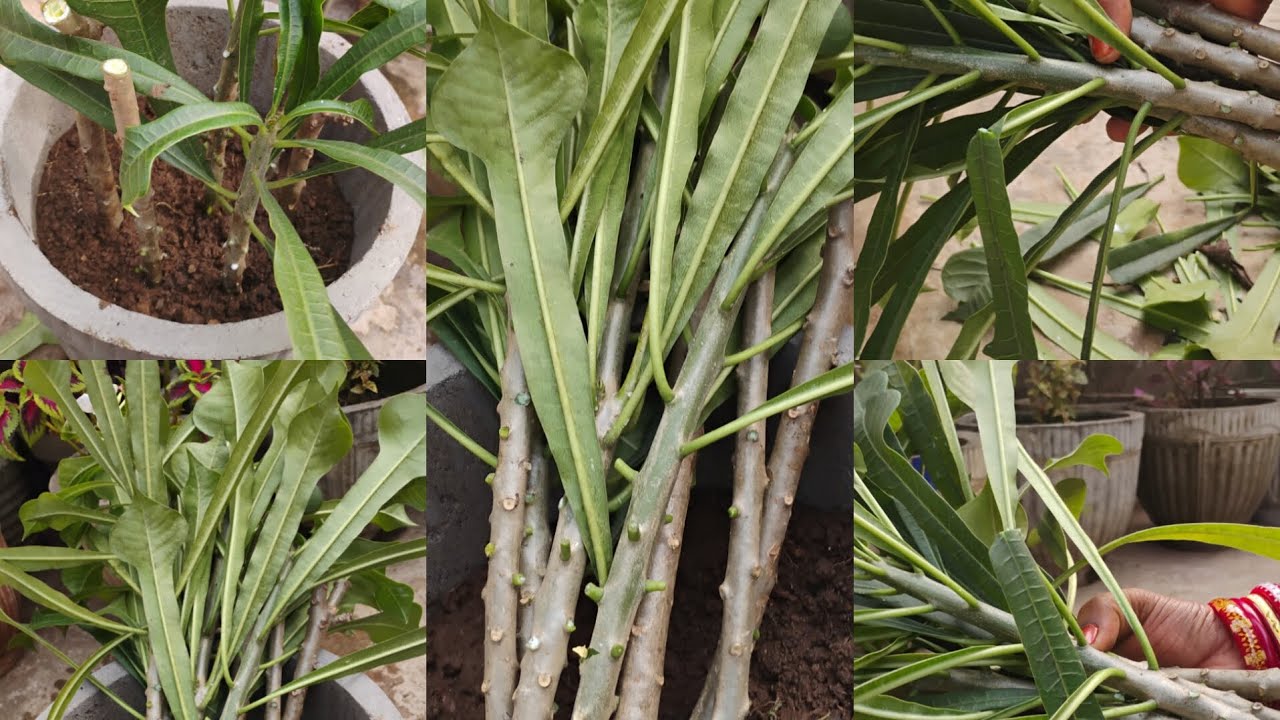 Nag Champa Ghacha kemiti cutting Kari bo and kemiti reporting kari bo Asuntu deki ba