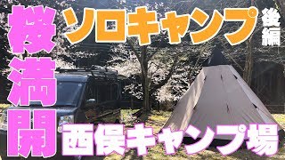 桜満開！まったりお花見ソロキャンプ　後編　～西俣キャンプ場～