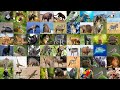 Wild Animals Vocabulary in English: Learn the Names of Popular Wild Animals for English Students Mp3 Song