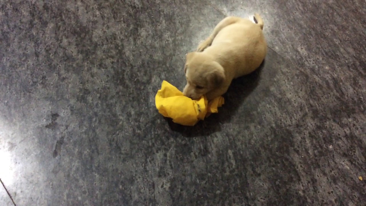 40 days labrador puppies