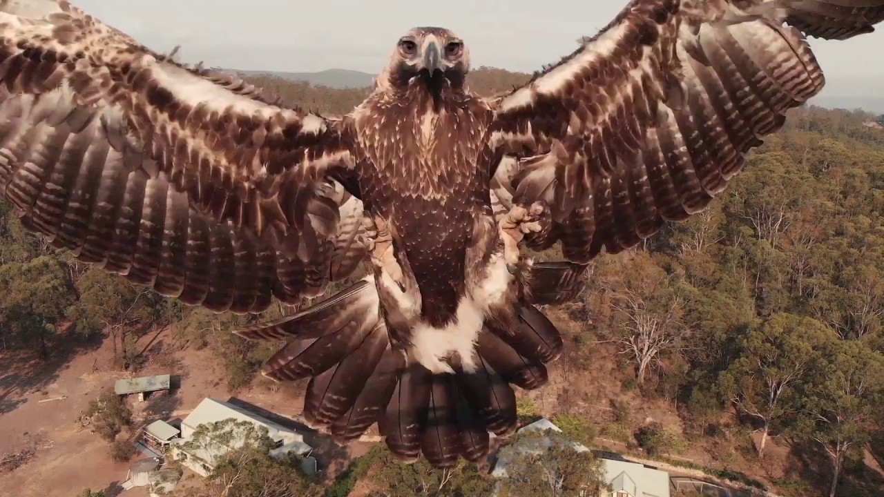 Eagle Attacks Drone (Amazing to see!) - YouTube