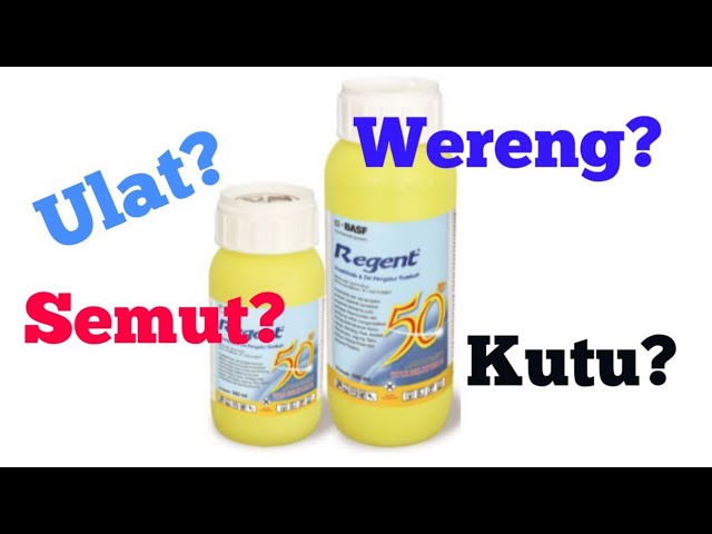 Review Regent 50 Sc - Bahan Aktif Fipronil 50 G/L - Youtube