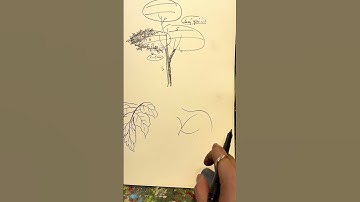 Kí hoạ lá hoa Cúc - Mẫu Đơn #mrtiu #art #painting #hocve #drawing #hocveonline #hocvecoban #kihoa