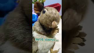 Dios te dice: #Reflexión 🐭🙏 #reactionvideo  #tiempodereflexion #cambiatuvida #paz
