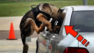 Хозяин выбросил собаку из машины и уехал. Вы только посмотрите, что произошло с псом!