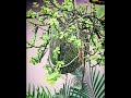 jade plant #gardening #shorts