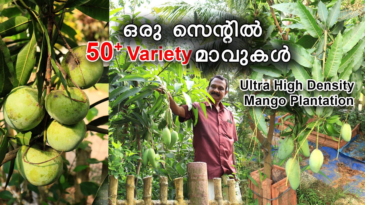 ഒരു സെന്റിൽ 50+ Variety മാവുകൾ | Ultra High Density Mango Plantation