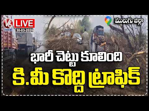 LIVE : Heavy Rain and Strong Winds Hits Mulugu, Trees Fallen Causing Massive Traffic Jam | V6 News - V6NEWSTELUGU