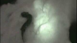 Ice Fishing Mud Puppy Salamander