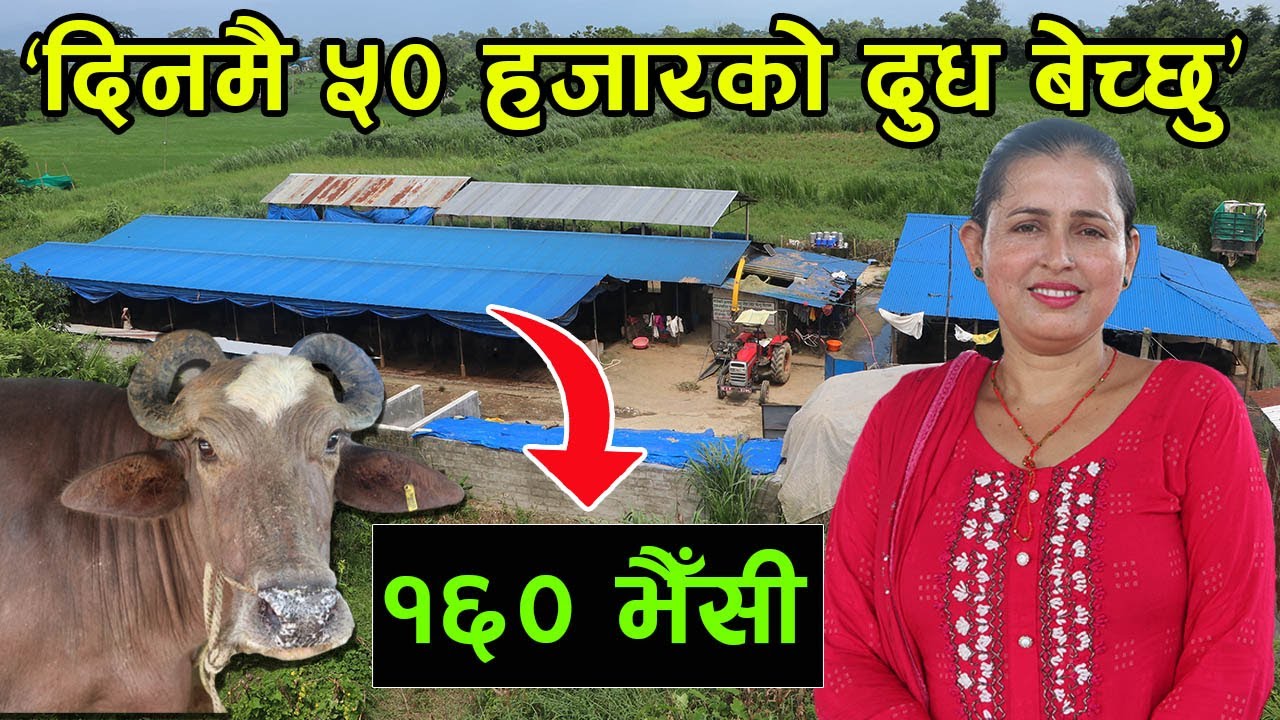 १ दिनमै ५० हजारको दुध बेच्ने दिदी भन्छिन् ‘भैँसी पाल्न मात्रै ३ करोड लगानि भएको छ’ │Nepal Chitra