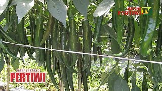 BENIH PERTIWI TV - Keunggulan Panen Hijau Cabai Besar Pertiwi