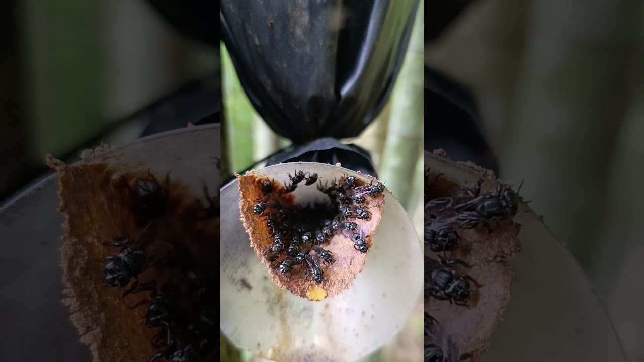 Scaptotrigonas extremamente fortes 😳🐝 