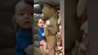 How Sweet  Pitbull Take Care Of Little  Baby  dog cutepuppy doglover Shortsviral