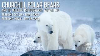 Churchill Arctic Wildlife Photography Adventure 2024