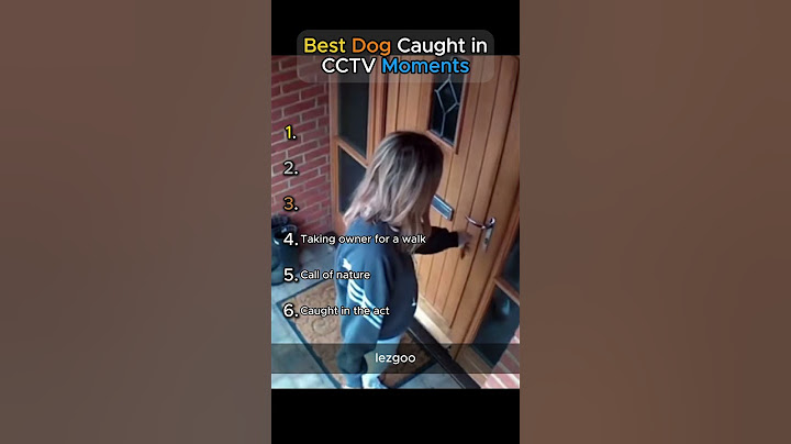 Best Dog Caught in CCTV Moments!