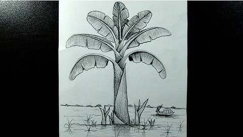 How to draw banana tree//banana tree pencil sketch//village flood scenery
