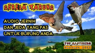 Masteran Burung Gereja Tarung Terbaru 2022. Audio Jernih dengan Jeda Yang Pas Untuk Burung Anda