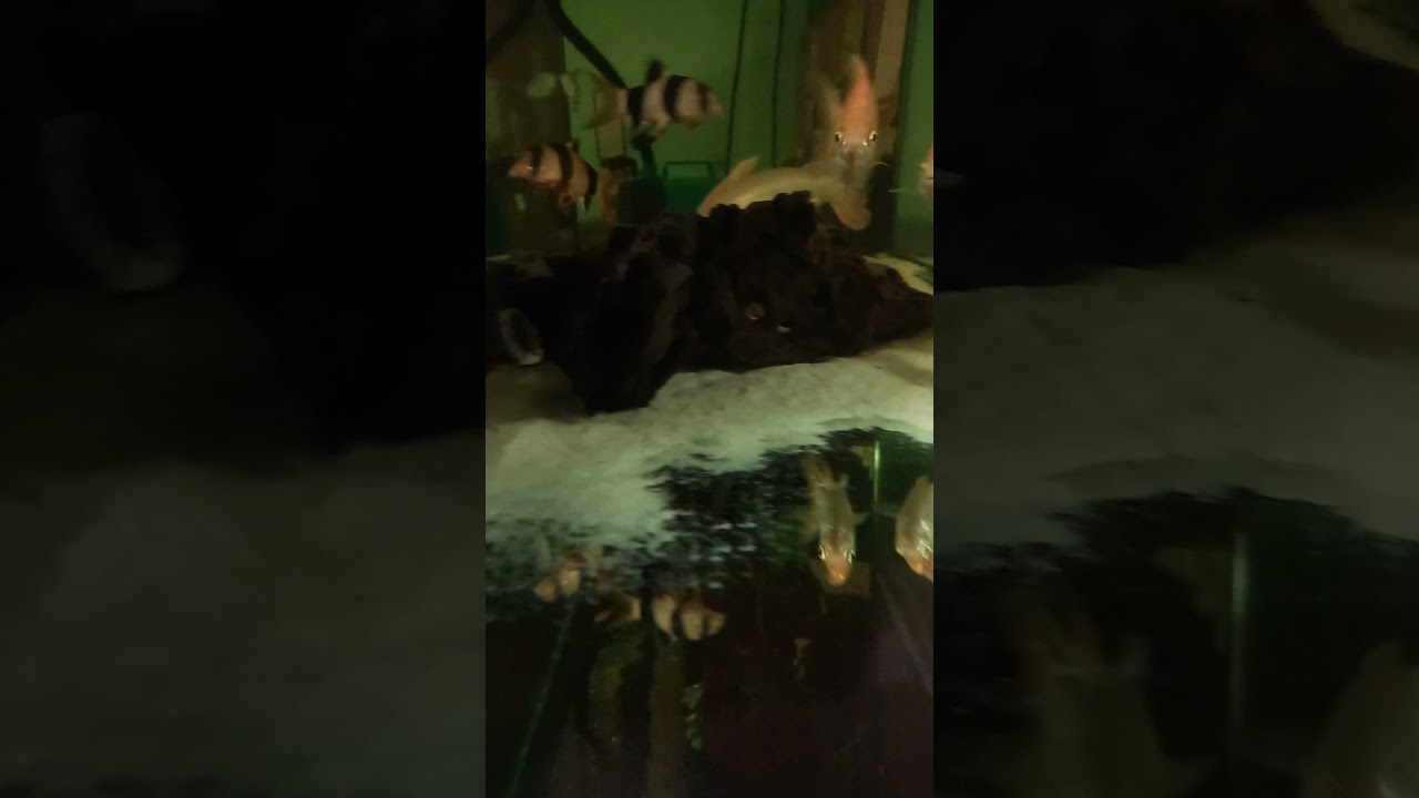 american tiger fish. . silver datnoid