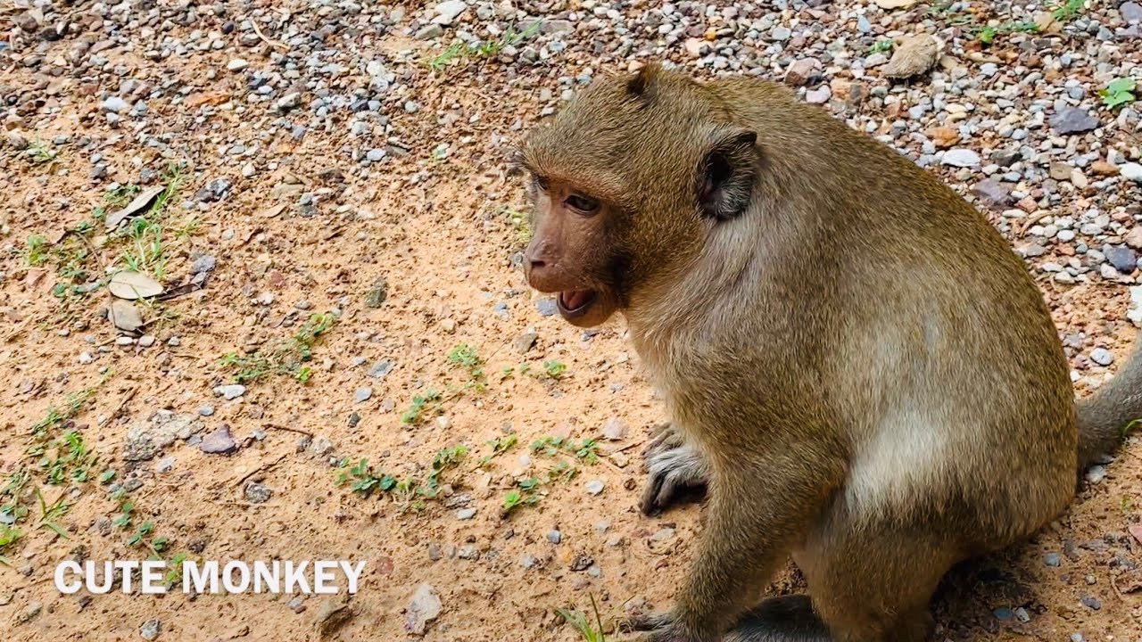 Why Marcus leader of monkey fight Sweet pea ? Make it cry loud.