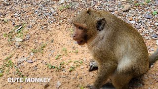 Why Marcus Leader Of Monkey Fight Sweet Pea ? Make It Cry Loud.