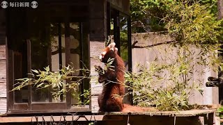 千葉市動物公園、6月1日再開へ準備着々　体温検知機、手すりに間隔の印