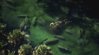Supporters for protecting manatees plan lawsuit over delays in determining their endangered status