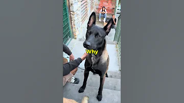 The Ultimate Guard Dog Breed Viral Dog Shorts 