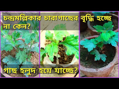 ভিডিও: জামিয়োকুলকাসের পাতা হলুদ হয়ে যায়: 