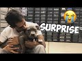 SURPRISING MY BROTHER WITH HIS DREAM DOG !
