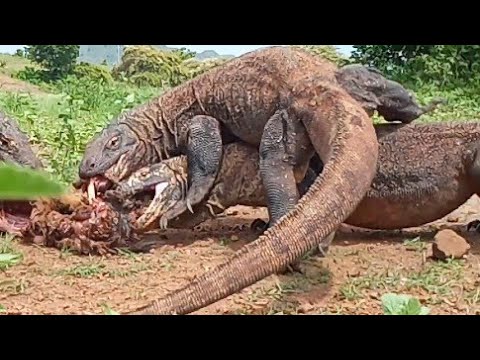 part 3 mad dragons fight each other for power to seize the goat😱