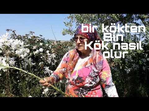 Video: Vadi zanbağı bitkilərinin toksikliyi: Vadi zanbağı əkmək üçün təhlükəsizdir