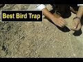Best bird Trap for partridge, Grey & Black francolin