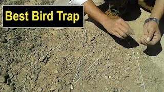 Best bird Trap for partridge, Grey & Black francolin