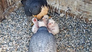 Cal Falcons: Archie feeds chicks  Annie supervises  2024 Apr 30