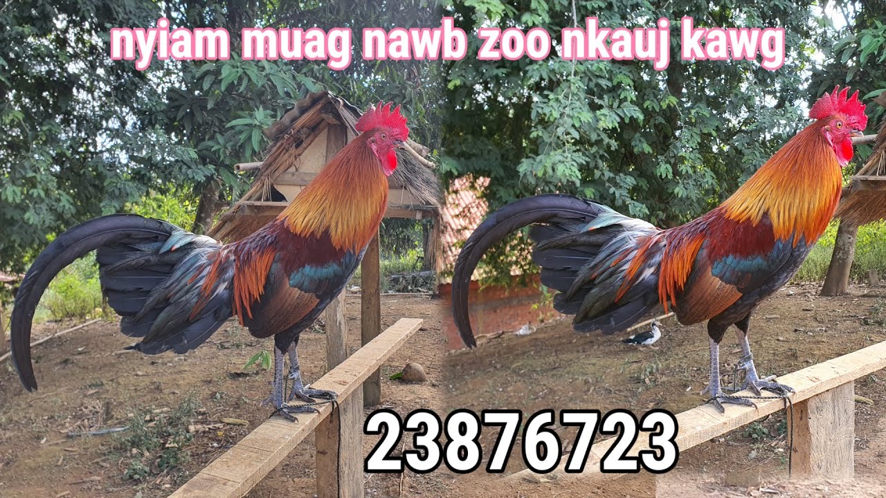 Qaib dib qua laug suab nyiam nug tau