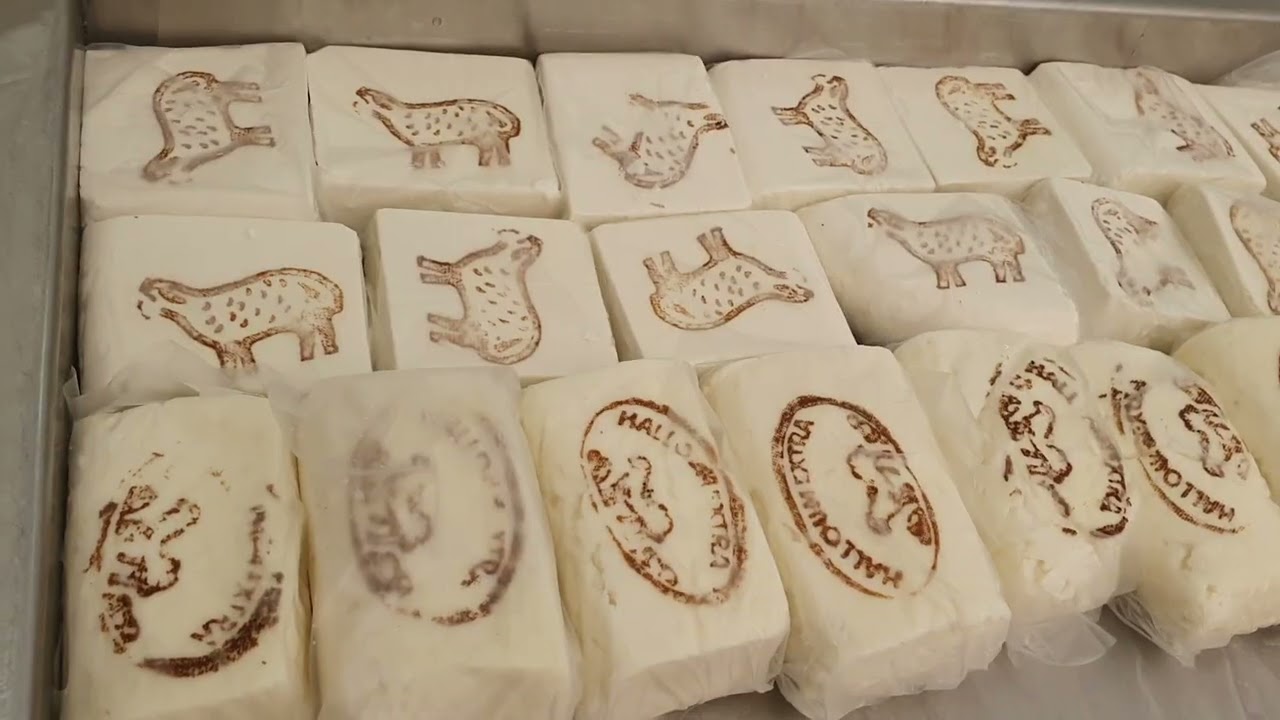 طريقة عمل جبنة الحلوم من حليب البودرةHow to make halloumi cheese from powdered milk