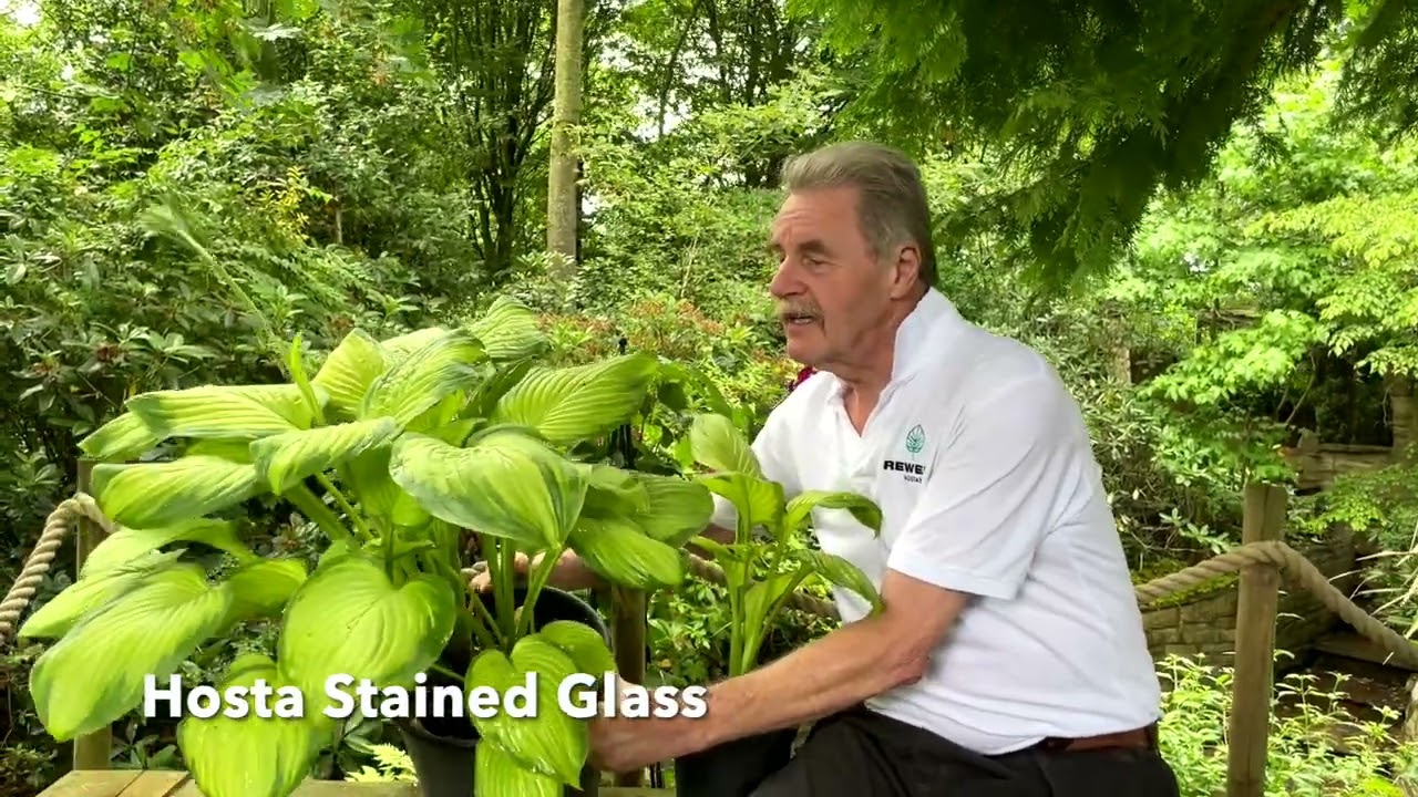 Rewela Hostas looks At Hosta Stained Glass