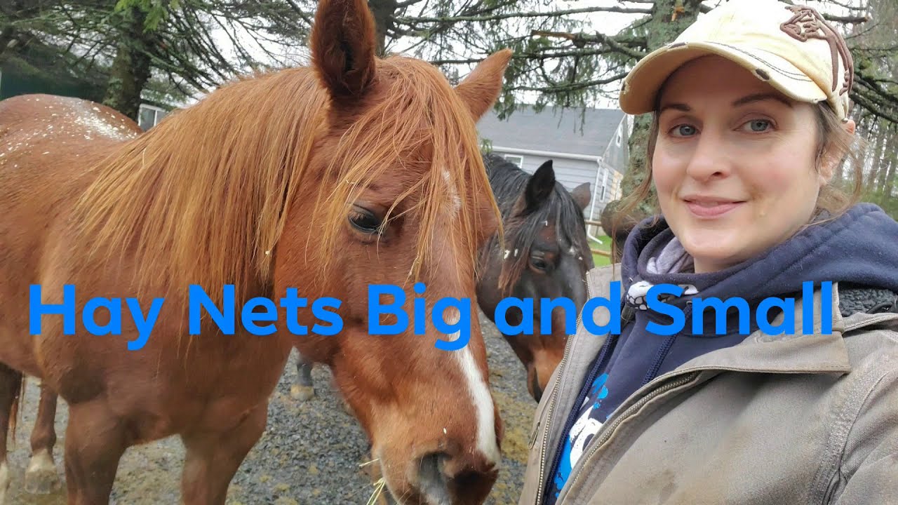 Hay Nets For Horses. Why I use them. And Benifits of using Hay Nets ...