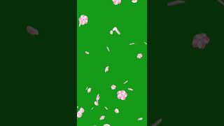 Rose Petals Falling Effect