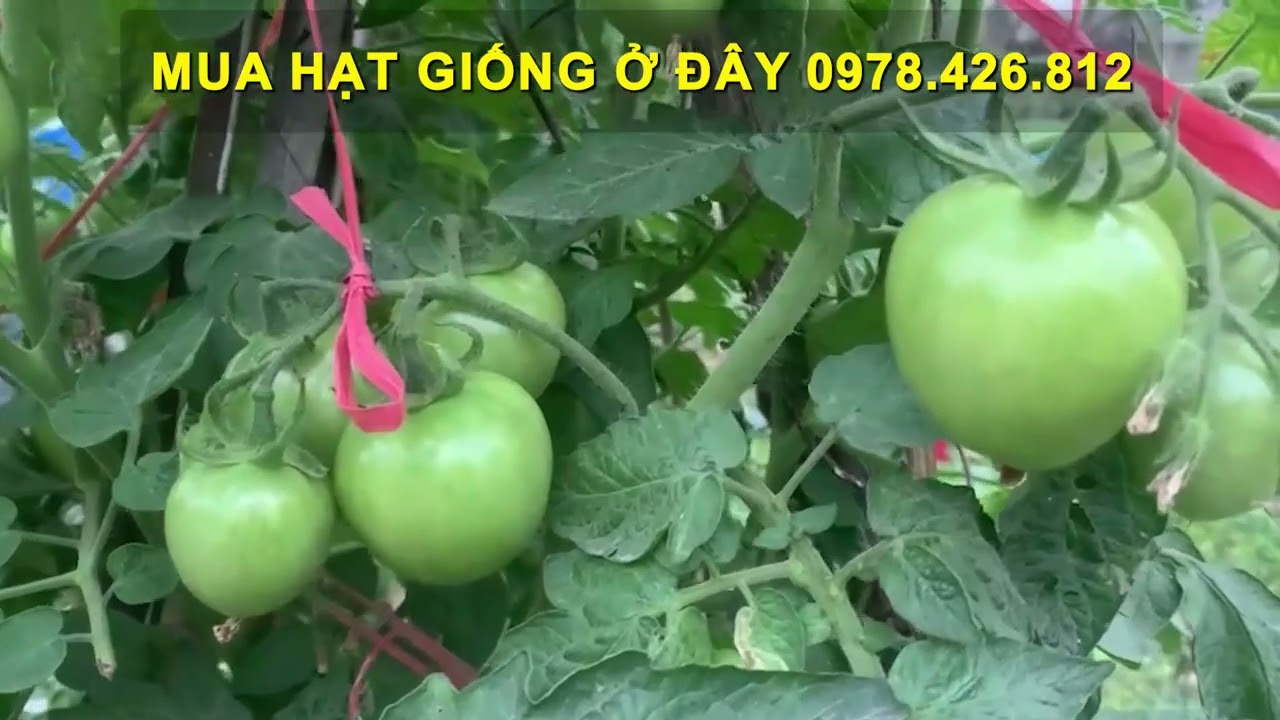 Trồng Cà Chua Tại Nhà – Thu Hoạch Khiến Ai Cũng Bất Ngờ