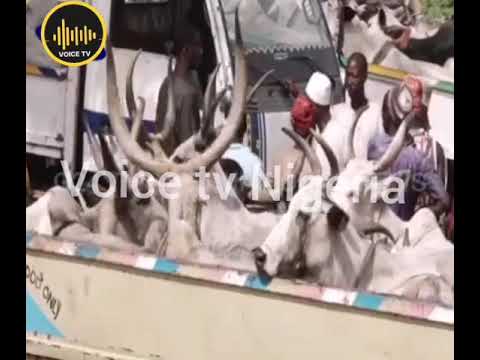 Military joint Task Force Aprehends 155 Boko Haram, Cows In Nigeria Forest