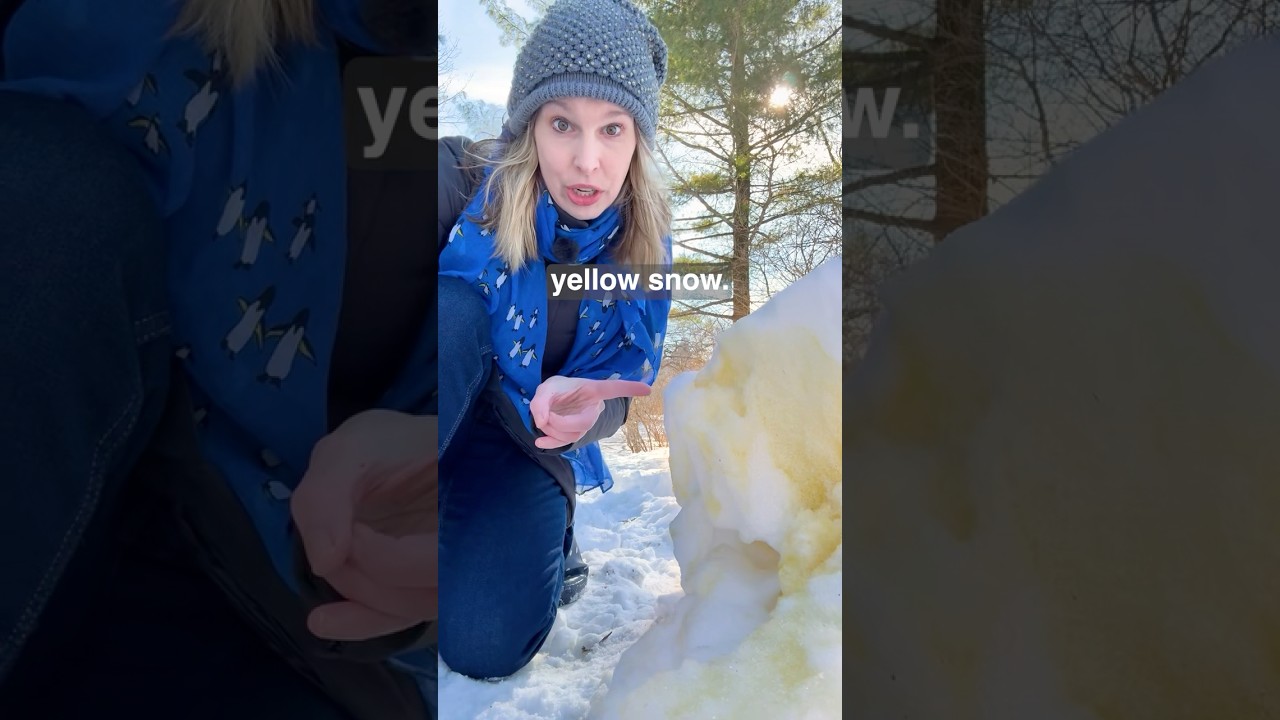 Почему снег становится розовым!